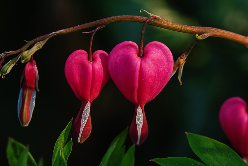 leaf, plant part, close-up, bleeding heart, three, 2K, fragility, petal, flower, flowers, flower head, pink color, growth, no people, blossom, red, focus on foreground