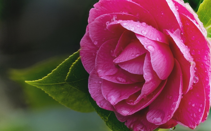 rose, nature, dew, plant part, close-up, Camellia, Flowers, raindrop, flower, plant, flower head, growth, purity, leaf, petal, inflorescence, beauty in nature