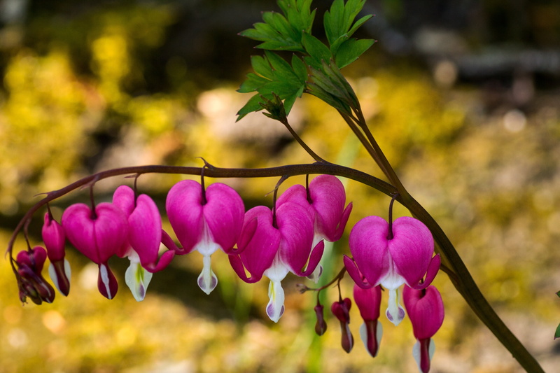 no people, pink Color, petal, flaming heart, bloom, flower, growth, bleeding heart, flower Head, blossom, garden plant, close-up, spring, beauty in nature