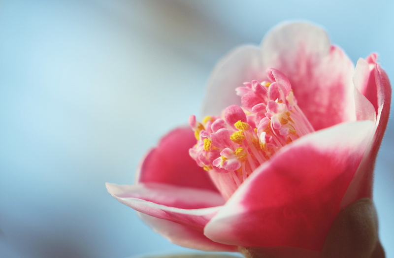 camellia, pink color, focus, background, petal, springtime, soft focus, floral greeting, pink camellia flower, human body part, freshness, selective focus