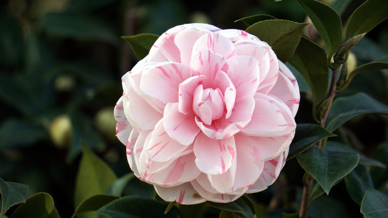 flower, petal, camellia, flower arrangement, focus on foreground, beauty in nature, flowering plant, plant, freshness, peony, springtime, pink color, leaf