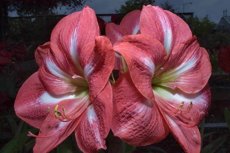 flower, 3d and abstract, pink, hippeastrum, flowers, 1080P, amaryllis, nature, plant