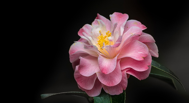 Camellia, black background, petals, macro, 1080P