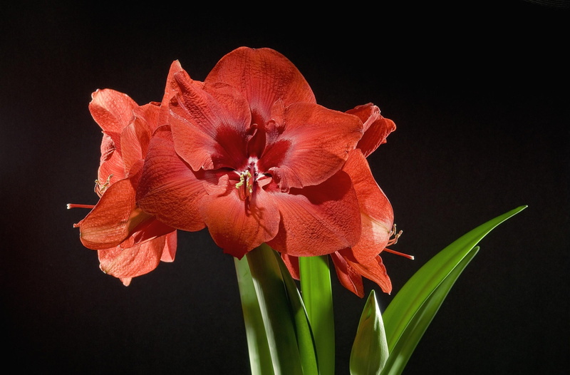 backgrounds, stem, freshness, studio shot, flower Head, amaryllis, close-up, licentious, growth, black Background, yellow, bud, nature, isolated, decoration