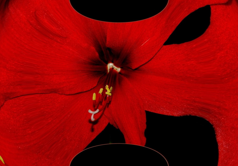 petaled, red, nature, 3d and abstract, amaryllis, fractal, digital art, flower, 1080P, dorest