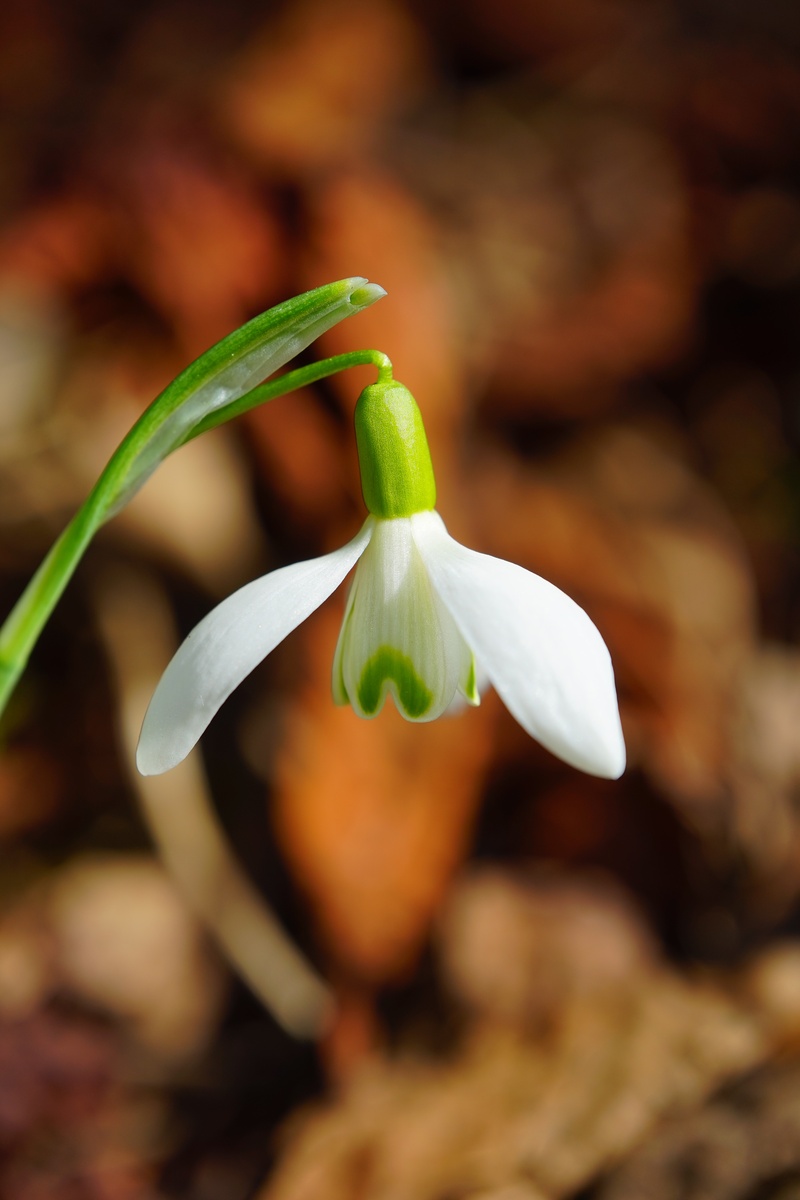 plant, spring flower, macro, vulnerability, selective focus, blossom, nature, galanthus nivalis, petal, 5K, amaryllis plant, galanthus, growth, outdoors