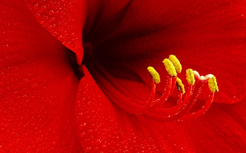 1080P, flower, flowers, amaryllis