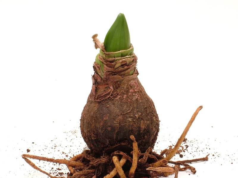 plant, 1080P, still life, root, studio shot, food and drink, animal wildlife, copy space, nature, amaryllis plant, spice, plant part, group of animals