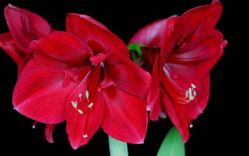 blossoms, 1080P, amaryllis, flowers, hd