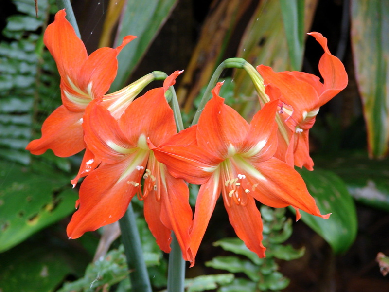 close-up, vulnerability, day, yellow, flower Head, green Color, day lily, formal Garden, outdoors, summer, macro, red, lily, orange, blossom, amaryllis