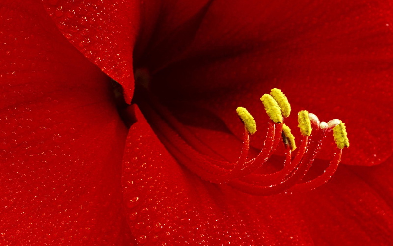 fragility, no people, flower, vulnerability, freshness, red, beauty in nature, close-up, inflorescence, amaryllis, extreme close-up, flower head, stamen