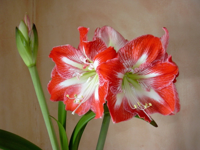 indoors, sepal, Amaryllis, growth, flower head, flowering plant, inflorescence, Bud, close-up, nature, plant stem, vulnerability, Flowers, vase, petal