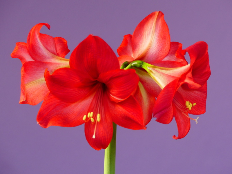 freshness, blossom, studio shot, amaryllis, beauty in nature, flower, vulnerability, bloom, flowering plant, plant, inflorescence, colored background, flower head