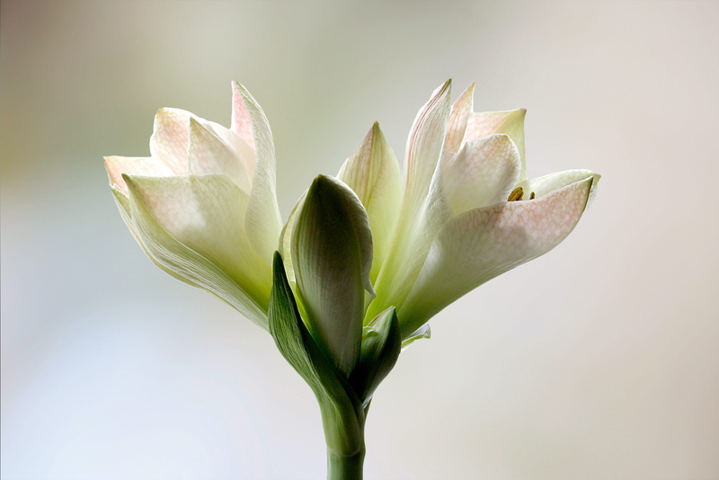 beauty in nature, plant, inflorescence, no people, bloom, growth, amaryllis, green color, blossom, leaf, flower, focus on foreground, flower arrangement
