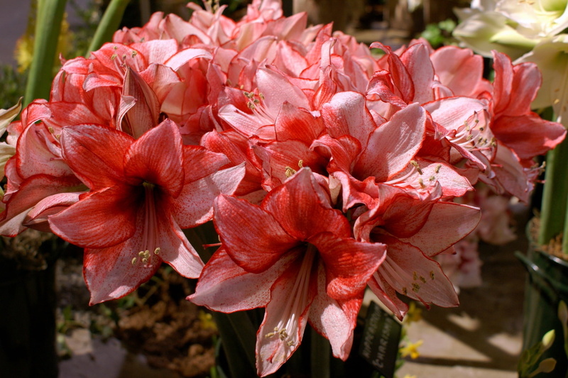 plant, backgrounds, focus on foreground, bunch of flowers, amaryllis, pollen, green Color, blossom, flowerbed, nature, flower, botany, beauty, close-up