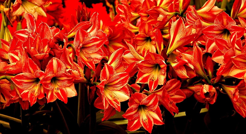 1080P, freshness, blossom, flower Head, decoration, day, flowering plant, pollen, inflorescence, season, flowerbed, leaf, petal, springtime, flowing, red