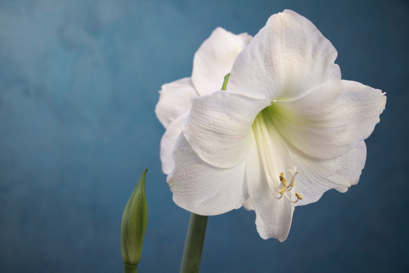 flower head, amaryllis, plant, springtime, white color, flower arrangement, pollen, nature, white, close, gardening, focus on foreground, no people, flowering plant