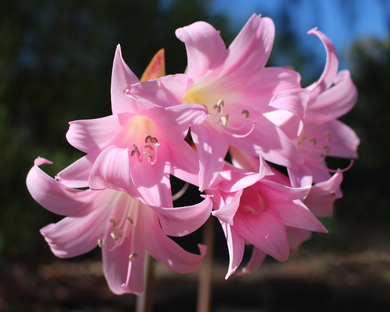 day, no people, softness, amaryllis belladonna, flower head, autumn, close-up, flowers, pink color, flower, outdoors, south african bulbs, beauty in nature