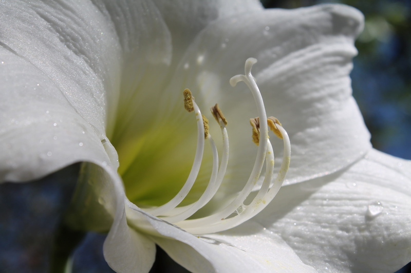 flower head, outdoors, plant, pollen, day, nature, growth, beauty in nature, flowering bulbs, 4K, freshness, no people, flower, petal, vulnerability, fragility