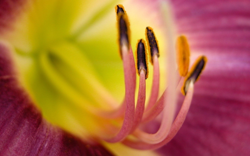 plant, no people, flowering plant, fragility, pollen, springtime, softness, purple, amaryllis, lily, yellow, nature, close-up, inflorescence, pink, vulnerability