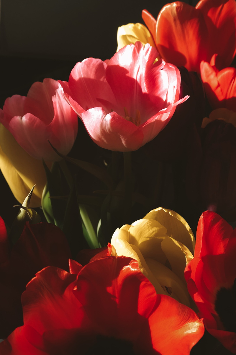 yellow, beauty in nature, light, sprout, no people, iris, plant, 4K, inflorescence, pattern, growth, geranium, peony, petal, poppy, flower bouquet, freshness