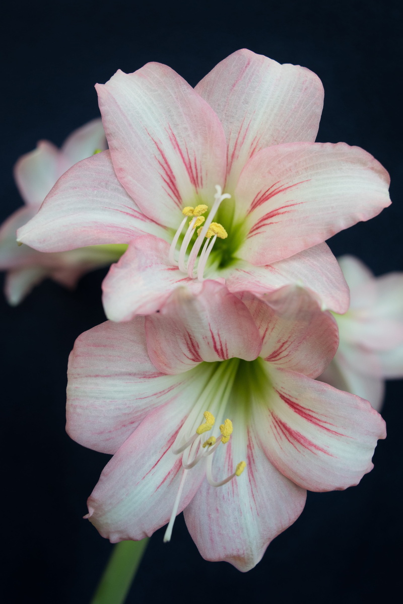 pink color, stamen, amaryllis, focus on foreground, beauty in nature, garden, springtime, plant, pink, freshness, growth, flowering plant, petal, studio shot