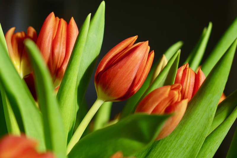 tulip, outdoors, 4K, pollen, blossom, flower arrangement, nature, close-up, vulnerability, petal, amaryllidaceae, beauty in nature, crocus, bud, fragility