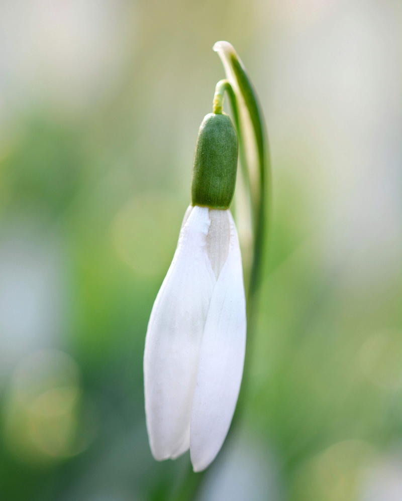 close-up, plant, focus on foreground, bud, amaryllidaceae, sprout, macro, white, produce, growth, blossom, nature, beauty in nature, green, animal, vegetable