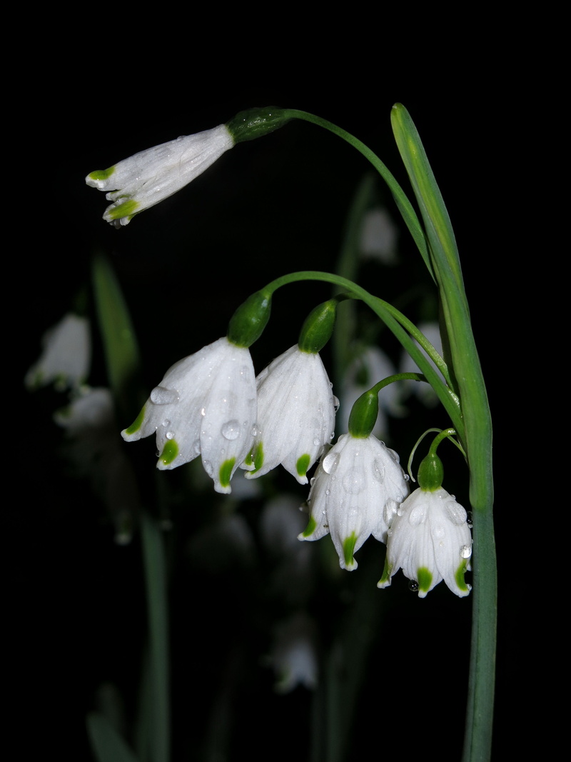 no people, 4K, flower head, outdoors, black background, flower, fragility, drop, plant stem, idyllic, white color, studio shot, spring knotenblume, maerzgloeckchen