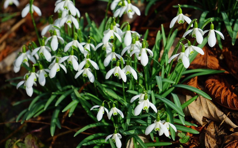 snowdrops, Plant, Close, signsofspring, Spring, galanthusnivalis, 5K, Blossom, amaryllidaceae, amaryllisplant, commonsnowdrop, snowdrop, Macro, forest