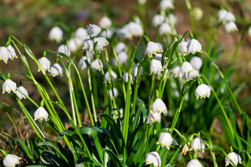 forest flower, petal, beauty in nature, spring, beautiful, day, plant, inflorescence, focus on foreground, freshness, bell, outdoors, no people, close-up