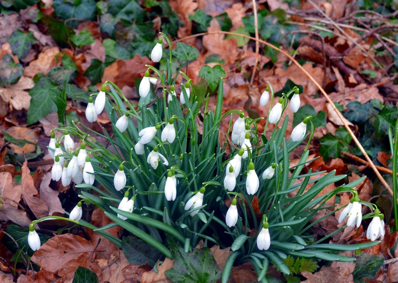 white color, galanthus, plant, macro, flower, close-up, growth, freshness, beauty in nature, nature, spring flower, vulnerability, high angle view, close