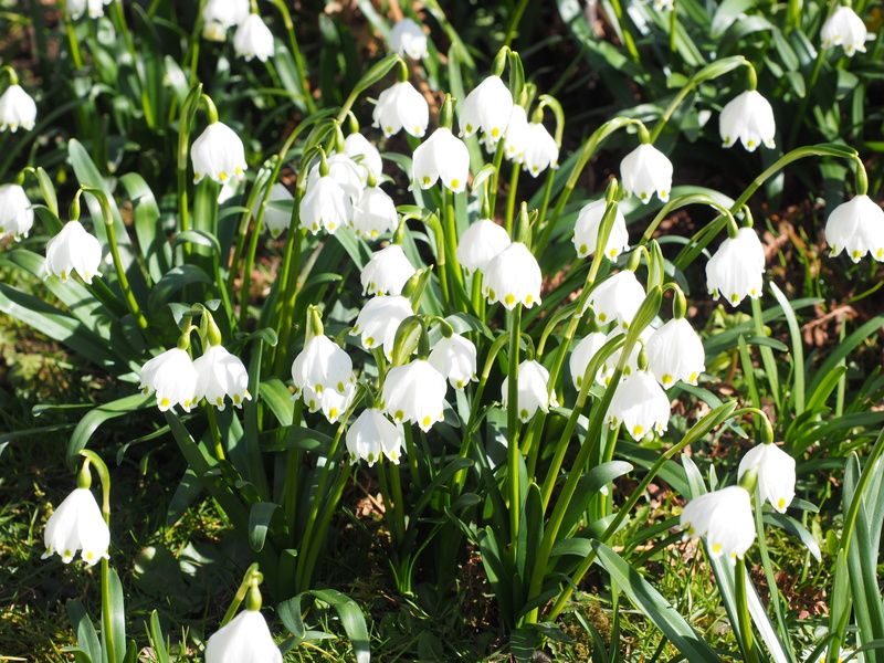 freshness, vulnerability, petal, leucojum vernum, snowflake, land, field, 4K, close-up, bloom, plant, fragility, flowers, garden, spring knotenblume, idyllic