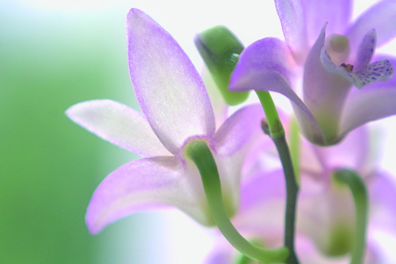 fragility, bee, growth, aquilegia, bud, geranium, lily, blossom, reptile, inflorescence, flower, studio shot, leaf, gecko, vulnerability, 5K, lizard, flowering plant