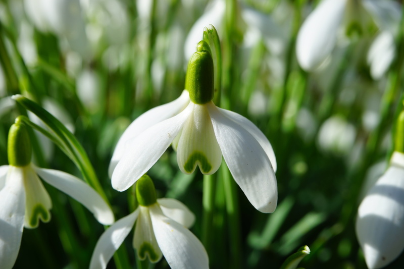 amaryllidaceae, vulnerability, close, green color, snowdrop, close-up, fragility, flower head, common snowdrop, freshness, day, signs of spring, selective focus