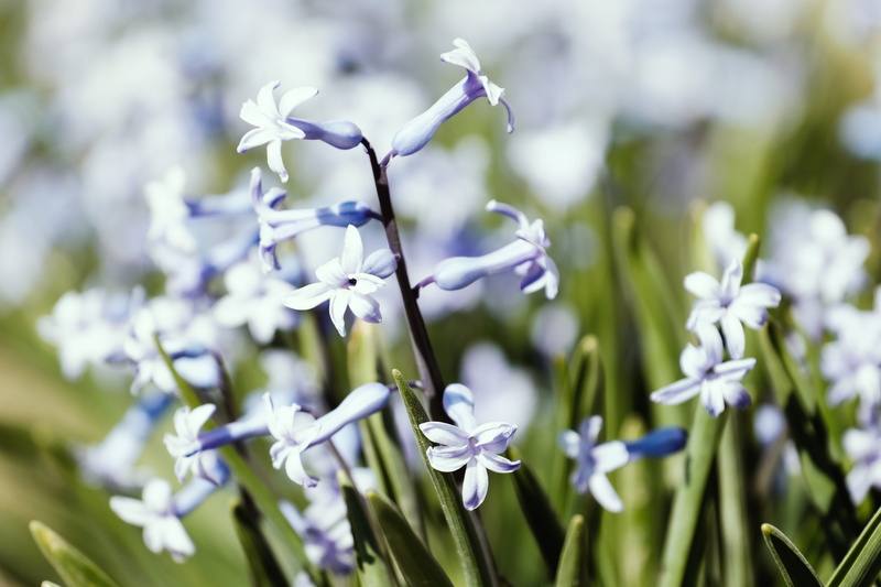 petal, flower head, land, vulnerability, amaryllidaceae, nature, coloured, detail, springtime, plant, blue, freshness, fragility, field, geranium, iris