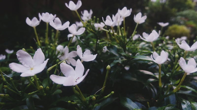 2K, amaryllidaceae, small, acanthaceae, focus on foreground, flower, blossom, flax, beauty in nature, no people, pottery, white, inflorescence, anemone