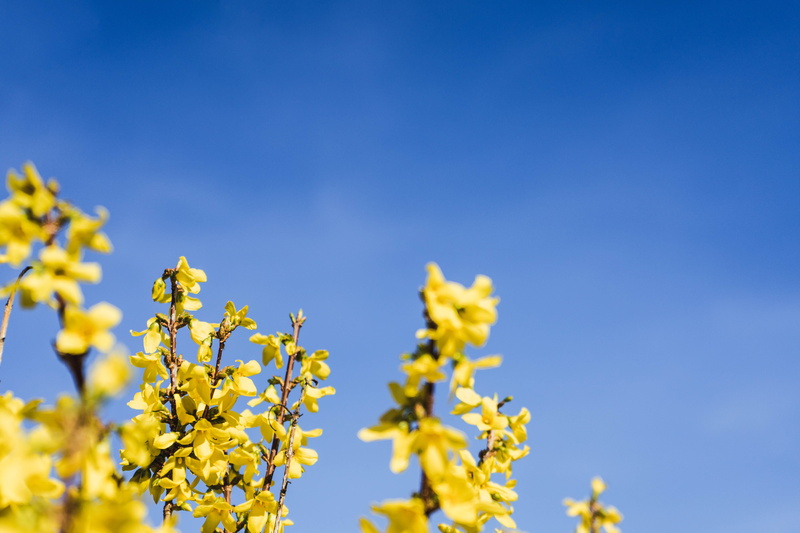 outdoors, pollen, aquilegia, fragility, growth, clear sky, agriculture, blossom, yellow, daytime, day, amaryllidaceae, petaled, animal, daisy, vulnerability