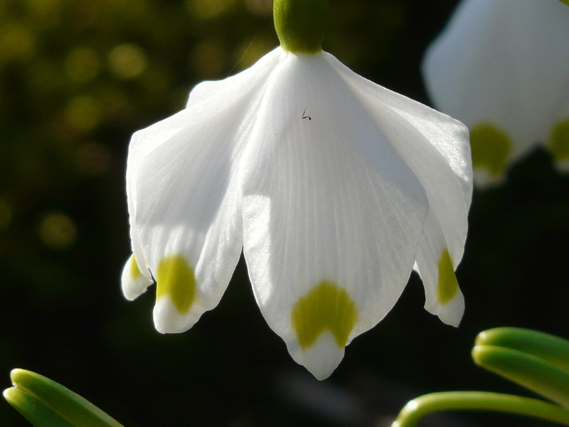 great snowdrops, nature, no people, leucojum, botany, spring, pollen, white color, amaryllidaceae, beauty in nature, black background, flowering plant