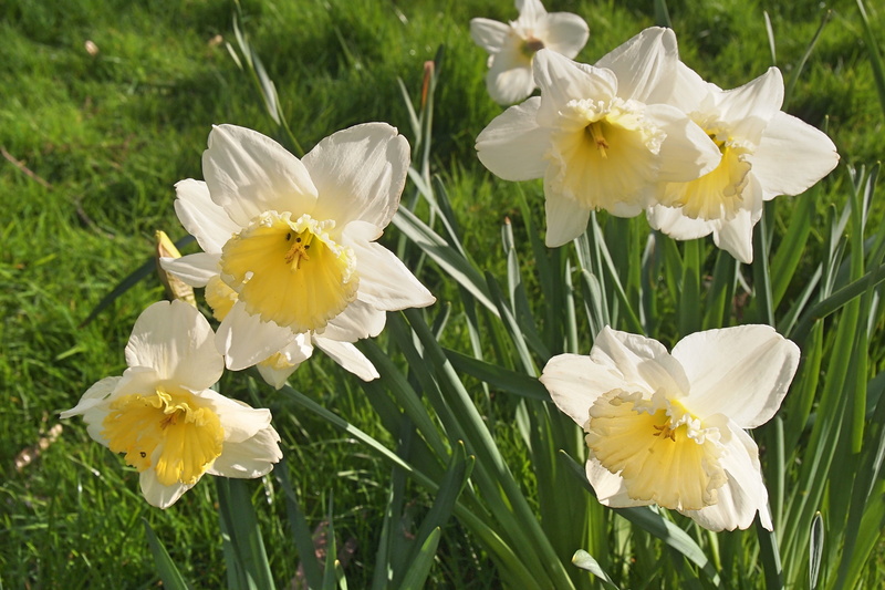 pollen, produce, 4K, growth, flower head, bird, pottery, food, animal, iris, beauty in nature, planter, petal, inflorescence, daffodil, agelaius, blackbird