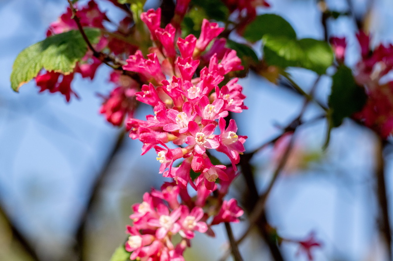 cherry blossom, blossom, selective focus, bee, invertebrate, nature, bud, growth, orchid, focus on foreground, beauty in nature, plant, no people, pollen