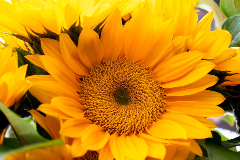 fragility, daisy, flower, growth, asteraceae, animal, beauty in nature, dahlia, vulnerability, anemone, sunflower, outdoors, nature, anther, 5K, crocus