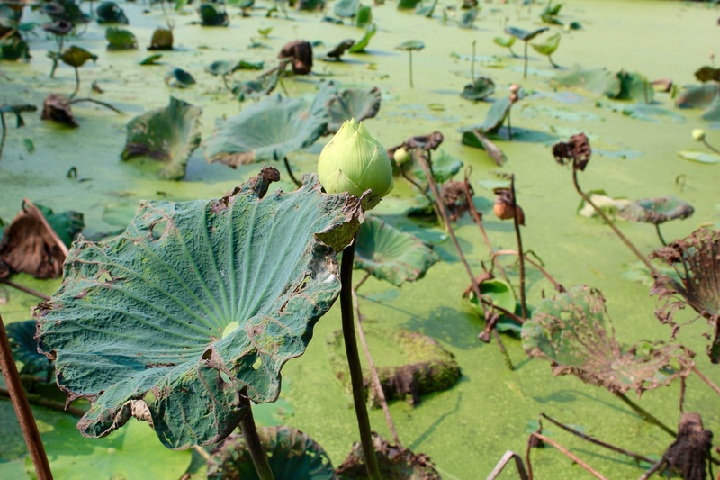 lily, outdoors, Water Lily, floating, Aquatic Plant, pond, pink, lotus water lily, green color, close-up, growth, nature, plant, amaryllidaceae, bud, early