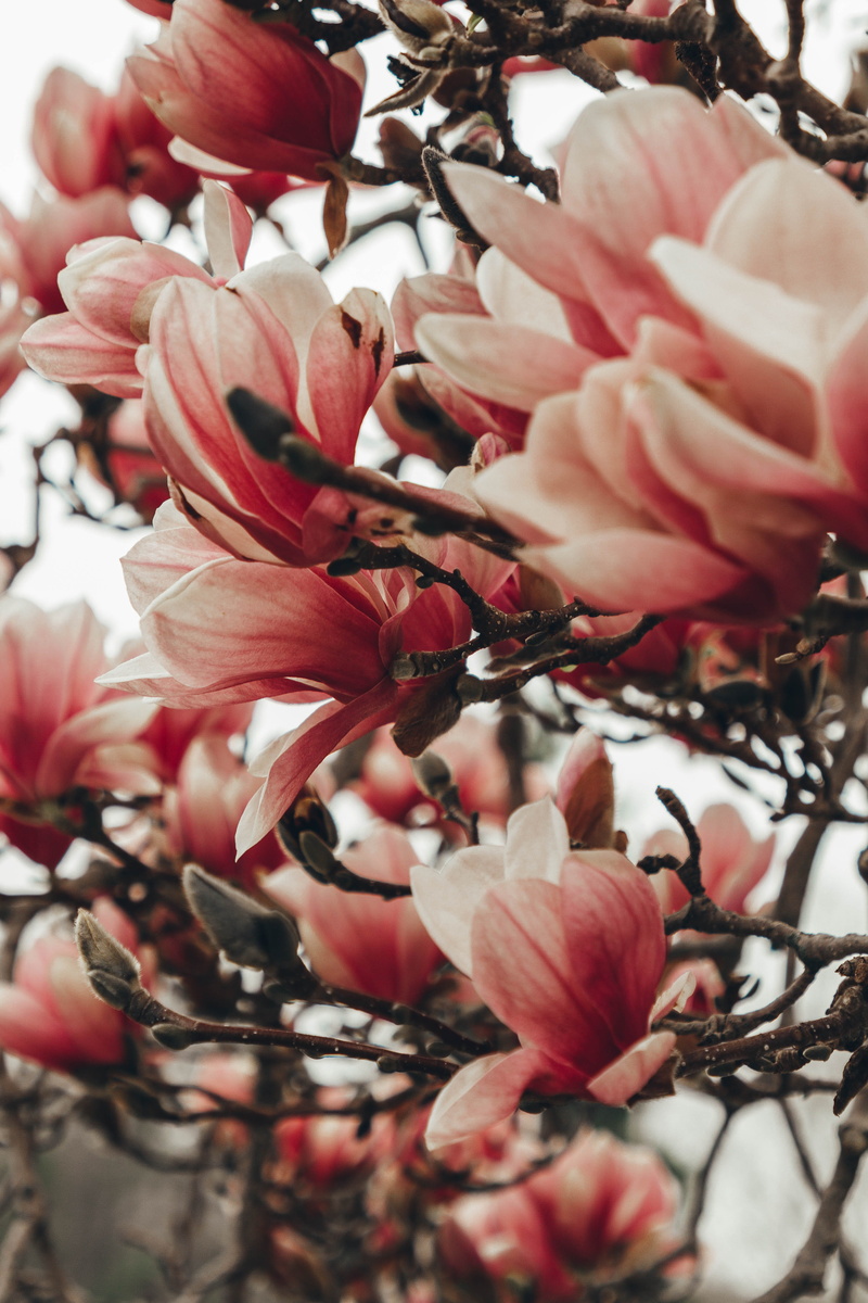 rose, flower arrangement, blossom, growth, geranium, petal, poppy, selective focus, day, dahlia, anther, beauty in nature, inflorescence, amaryllidaceae