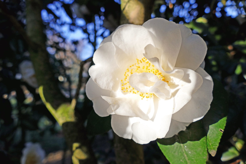 day, Blooms, focus on foreground, outdoors, beautiful, plant, freshness, flowering plant, flower, White, beauty in nature, springtime, fragility, bloom