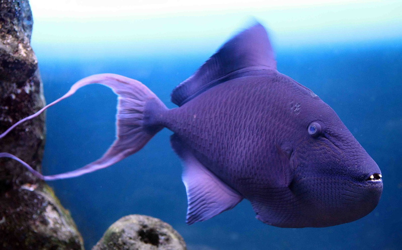 Grey triggerfish, Nova Scotia, Argentina, tourism, Mediterranean Sea, blue, diving, purple fish, west coast of Africa, Atlantic, underwater, 4K