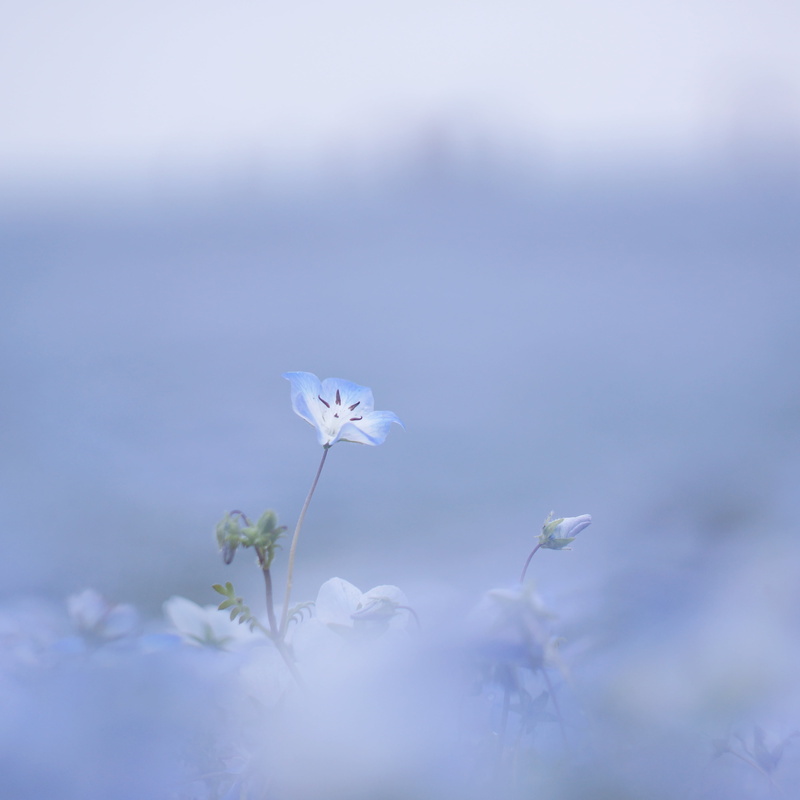 plant, white, season, Baby Blue Eyes, Helios, nature, petaled, blue, summer, F2, baby, outdoors, daytime, blooms, eyes, 4K, flower