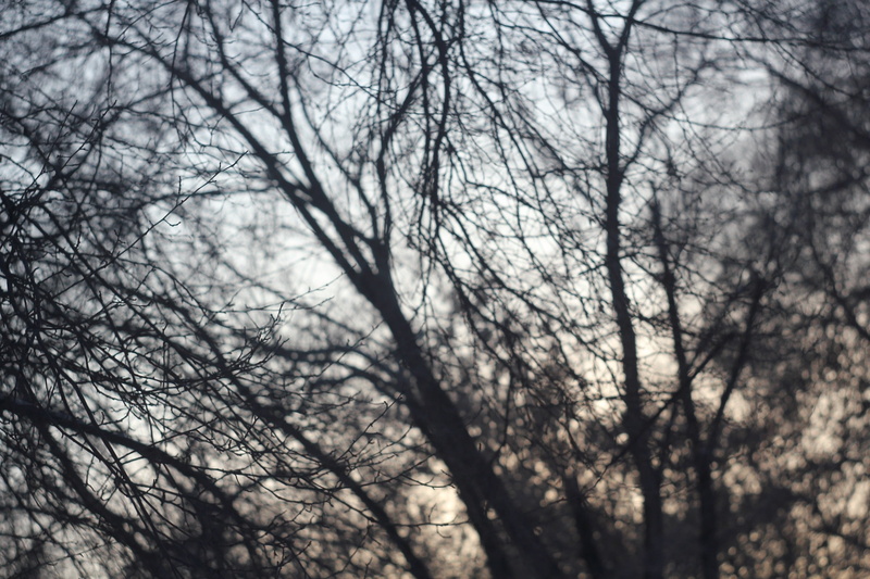 sky, branch, close-up, pattern, no People, weather, low angle view, beauty in nature, plant, back Lit, tree, helios, outdoors, 2K, dark, tranquility, trees