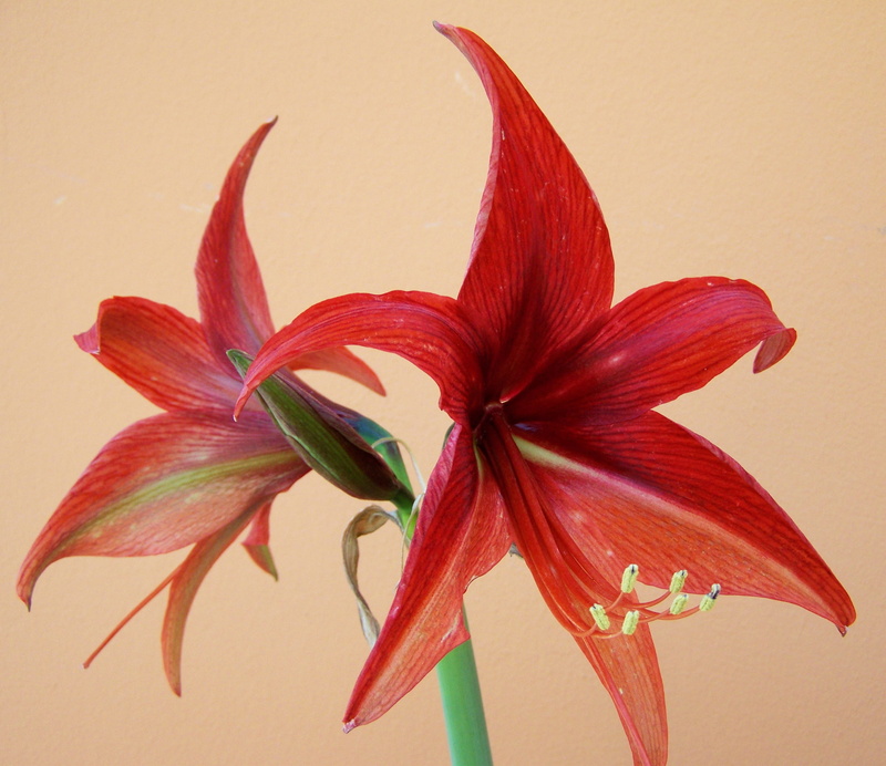 close-up, amaryllis, indoors, freshness, growth, plant, red, vulnerability, no people, wall - building feature, beauty in nature, flower, beige background