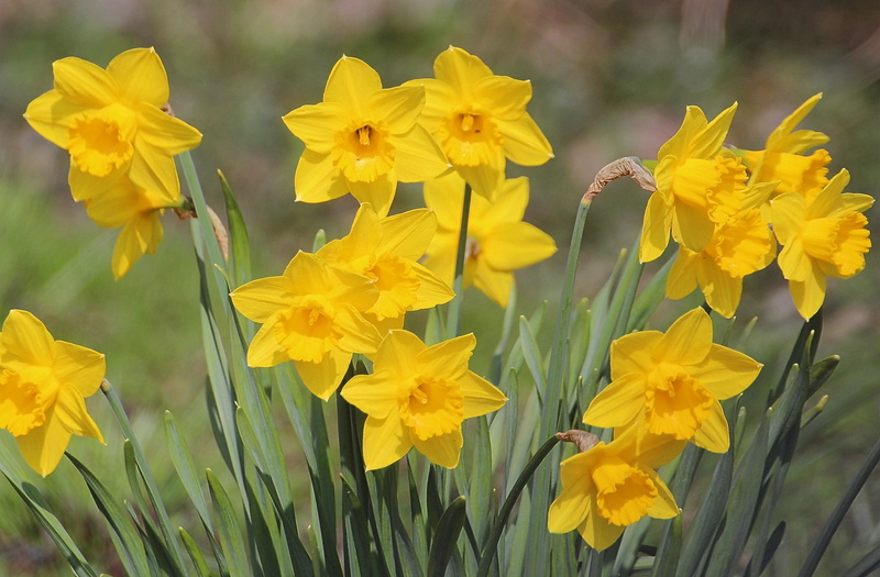 maerzgloeckchen, plant, nature, narcissus pseudonarcissus, close-up, snowflake, flowering, flower, spring, amaryllidaceae, day, growth, petal, fragility